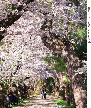 Sakura and flower rafts in Hirosaki Park 78229816