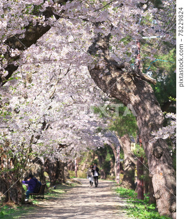 Sakura and flower rafts in Hirosaki Park 78229824