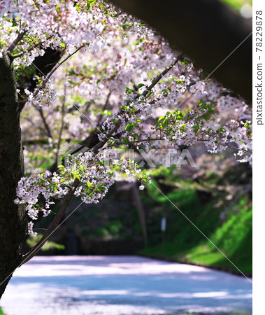 Sakura and flower rafts in Hirosaki Park Sakura and flower rafts in Hirosaki Park 78229878