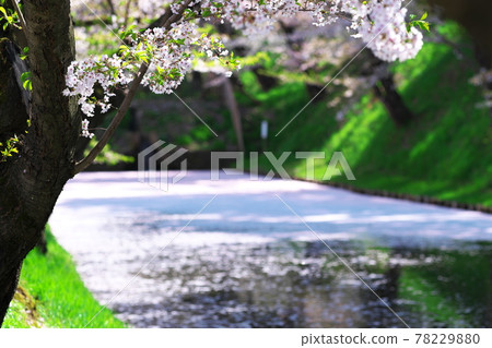 Sakura and flower rafts in Hirosaki Park 78229880