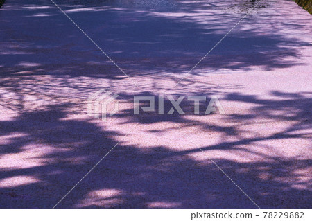 Sakura and flower rafts in Hirosaki Park 78229882