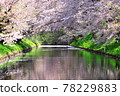 Sakura and flower rafts in Hirosaki Park 78229883