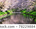 Sakura and flower rafts in Hirosaki Park 78229884
