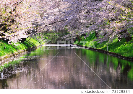 Sakura and flower rafts in Hirosaki Park 78229884
