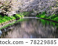 Sakura and flower rafts in Hirosaki Park 78229885