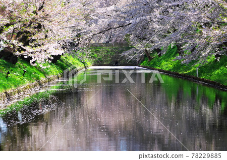 Sakura and flower rafts in Hirosaki Park 78229885