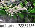 Sakura and flower rafts in Hirosaki Park 78229886