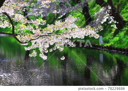 Sakura and flower rafts in Hirosaki Park 78229886