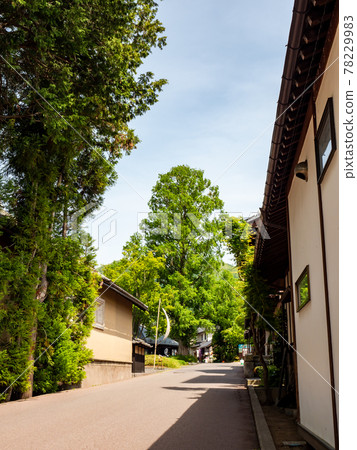Beautiful scenery of Obuse, the ancient capital of early summer, Metasequoia in front of Hokusaikan 78229983