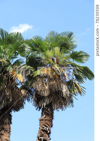 大棕櫚樹 78230508