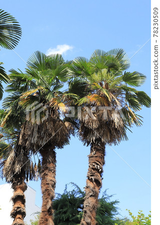 大棕櫚樹 大棕櫚樹 78230509