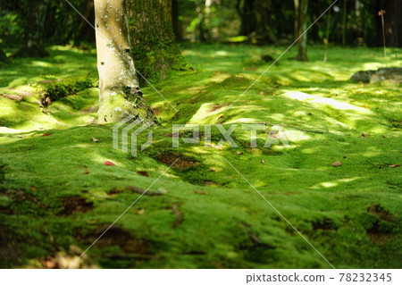 Akishino-dera in May with mossy all over 1 78232345