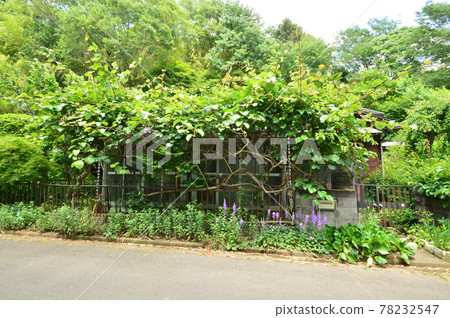 The early summer of Hachioji Yarimizu Silk Road looks like this 78232547