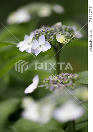 Hydrangea Hydrangea 78232754