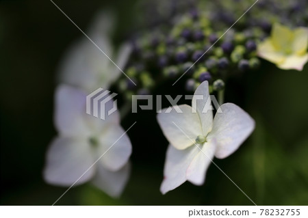 Hydrangea 78232755