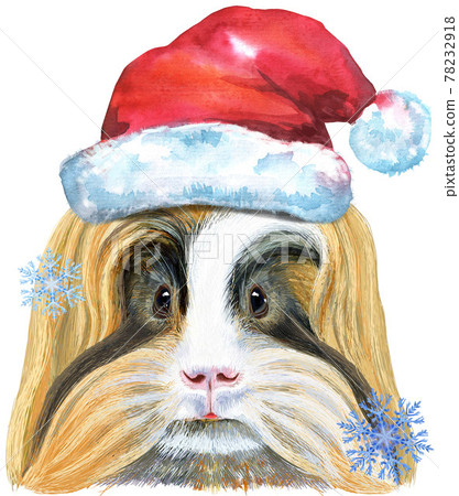 Watercolor portrait of Sheltie Guinea Pig in Santa hat on white background Watercolor portrait of Sheltie Guinea Pig in Santa hat on white background 78232918