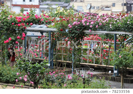 Nara rose garden 78233556