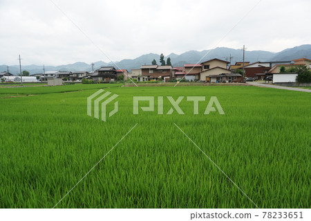 Rice fields spread over Furukawa, Hida City 78233651