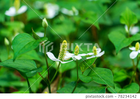Houttuynia cordata in full bloom Houttuynia cordata in full bloom 78234142