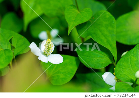 Houttuynia cordata in full bloom Houttuynia cordata in full bloom 78234144