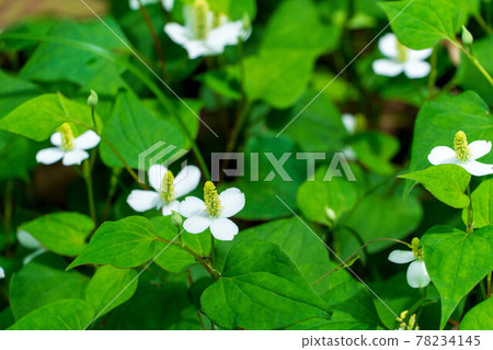 盛開的魚腥草 78234145