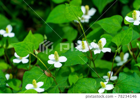 Houttuynia cordata in full bloom 78234146