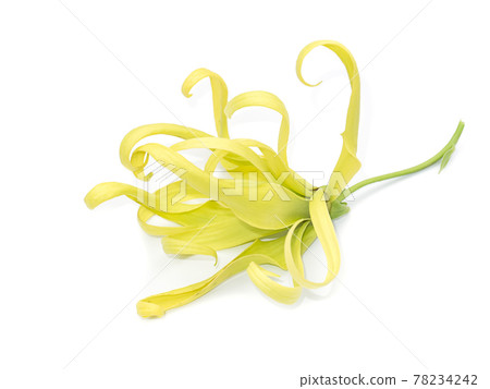Close up Yellow Chinese Desmos flower. Close up Yellow Chinese Desmos flower. 78234242