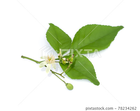 Close up of Bengal Quince flower on white background. 78234262