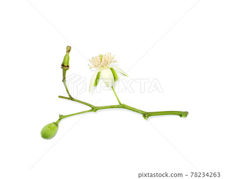 Close up of Bengal Quince flower on white background. 78234263