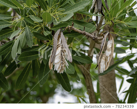 Close up Caribbean trumpet-tree seeds on the tree. Close up Caribbean trumpet-tree seeds on the tree. 78234339