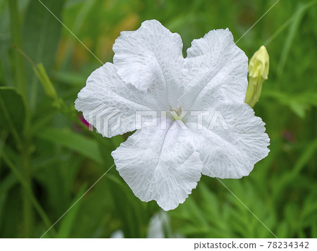 Close up white flowers of Waterkanon plant. 78234342