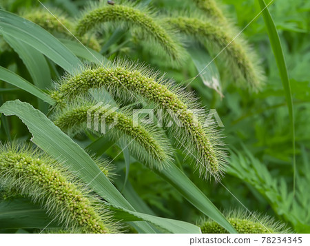 Close up green flower grass. 78234345