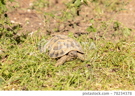 Hermann turtle in freedom 78234378