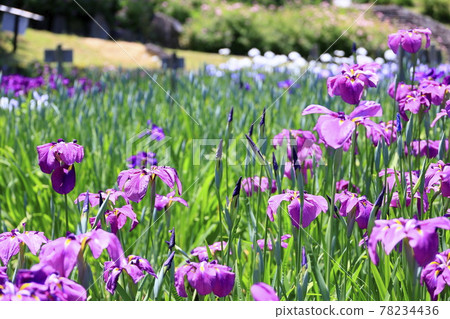 Umami Hill Park Spring Flower Iris Garden in full bloom Umami Hill Park Spring Flower Iris Garden in full bloom 78234436