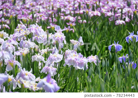 Umami Hill Park Spring Flower Iris Garden in full bloom Umami Hill Park Spring Flower Iris Garden in full bloom 78234443