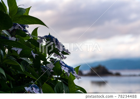在海邊的住吉自然公園盛開梅雨季節的繡球花的風景 78234488