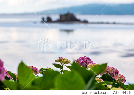 在海邊的住吉自然公園盛開梅雨季節的繡球花的風景 78234496