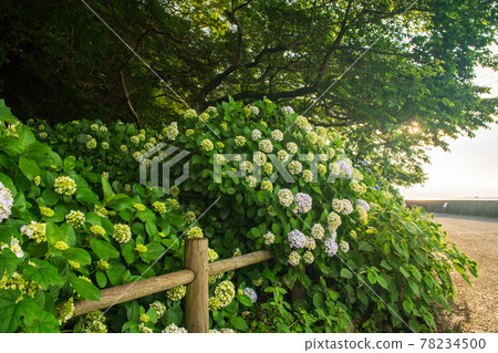 在海邊的住吉自然公園盛開梅雨季節的繡球花的風景 78234500