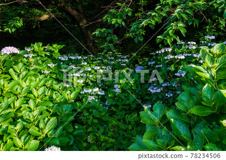 在海邊的住吉自然公園盛開梅雨季節的繡球花的風景 在海邊的住吉自然公園盛開梅雨季節的繡球花的風景 78234506