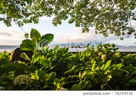 A landscape where hydrangeas that look good in the rainy season bloom in Sumiyoshi Nature Park by the sea A landscape where hydrangeas that look good in the rainy season bloom in Sumiyoshi Nature Park by the sea 78234516