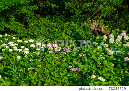 在海邊的住吉自然公園盛開梅雨季節的繡球花的風景 78234529