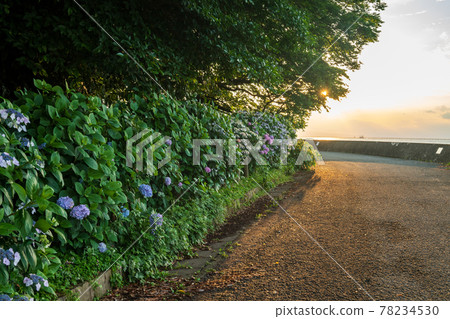 在海邊的住吉自然公園盛開梅雨季節的繡球花的風景 78234530