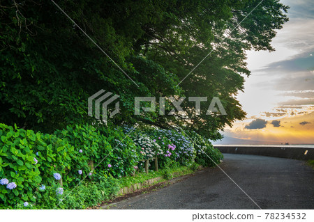 在海邊的住吉自然公園盛開梅雨季節的繡球花的風景 78234532