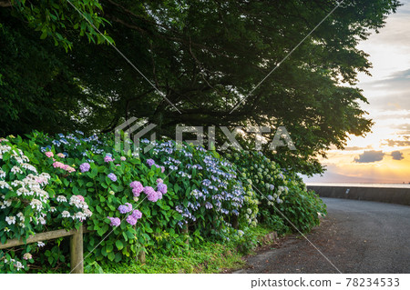 在海邊的住吉自然公園盛開梅雨季節的繡球花的風景 78234533