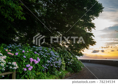 在海邊的住吉自然公園盛開梅雨季節的繡球花的風景 78234534