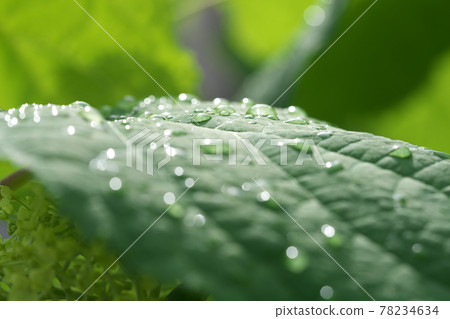 雨後繡球花落葉 4 變成圓形模糊的水滴的光也很美 雨後繡球花落葉 4 變成圓形模糊的水滴的光也很美 78234634