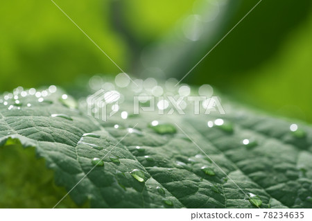 雨後繡球花落葉 5 變成圓形模糊的水滴的光很美 雨後繡球花落葉 5 變成圓形模糊的水滴的光很美 78234635