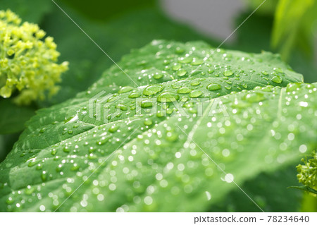 Hydrangea leaves after the rain 10 The light of the water droplets that became round blur was also beautiful Hydrangea leaves after the rain 10 The light of the water droplets that became round blur was also beautiful 78234640