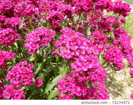 Sekichiku blooming in Karen 78234872