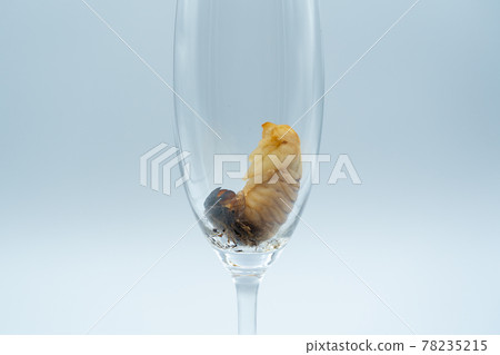 Chrysalis of the beetle female in the artificial pupal chamber Chrysalis of the beetle female in the artificial pupal chamber 78235215